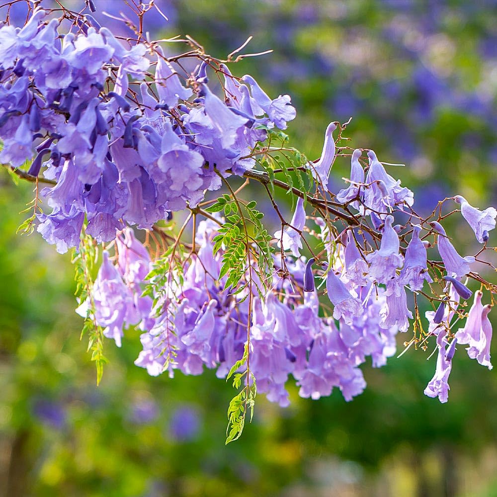 Amazon.com : Brighter Blooms Jacaranda Tree, 4-5 ft. | No Shipping